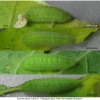 lyc tityrus larva4 volg1